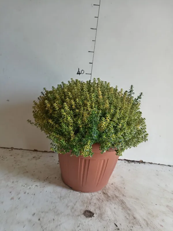 Timo aureo lemon 30 V. 30 cm - Riviera Quality Societa' Agricola Cooperativa
