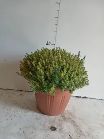 Timo aureo lemon 30 V. 30 cm - Riviera Quality Societa' Agricola Cooperativa