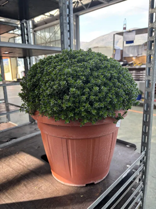 Timo citriodoro 35 V. 35 cm - Riviera Quality Societa' Agricola Cooperativa