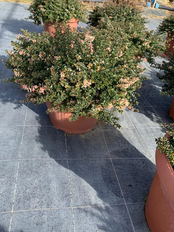 Timo foxlay 30 V. 30 cm - Riviera Quality Societa' Agricola Cooperativa