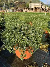 Timo foxlay 35 V. 35 cm - Riviera Quality Societa' Agricola Cooperativa