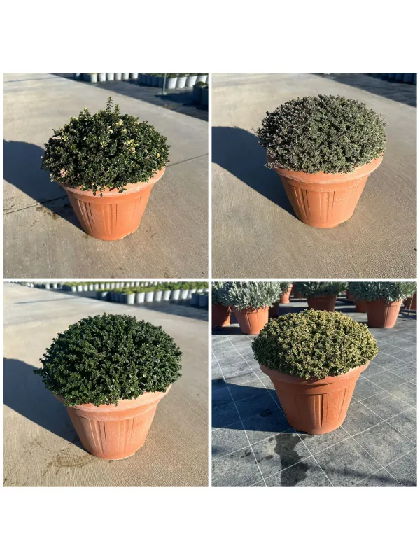 Timo mix 30 V. 30 cm - Riviera Quality Societa' Agricola Cooperativa