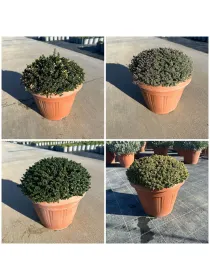 Timo mix 30 V. 30 cm - Riviera Quality Societa' Agricola Cooperativa