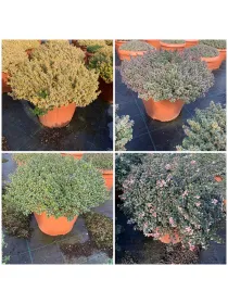 Timo mix 35 V. 35 cm - Riviera Quality Societa' Agricola Cooperativa