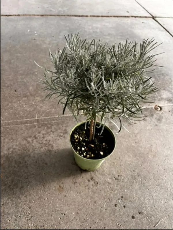 Helichrysum italicum alb. 14 V. 14 cm - Riviera Quality Societa' Agricola Cooperativa