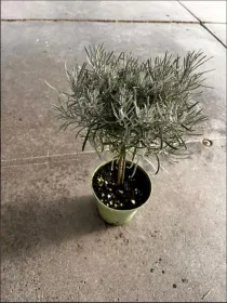 Helichrysum italicum alb. 14 V. 14 cm - Riviera Quality Societa' Agricola Cooperativa