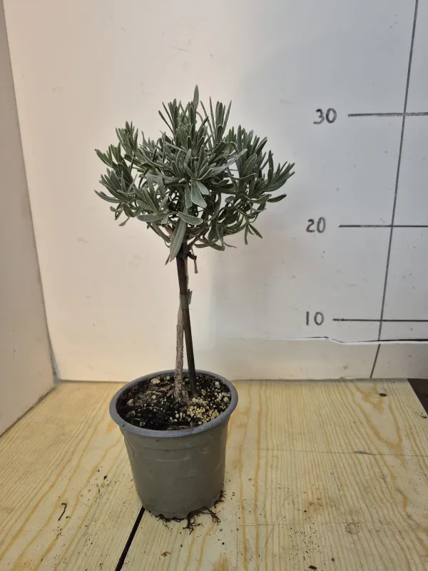 Lavanda alb. 10 V. 10 cm - Riviera Quality Societa' Agricola Cooperativa