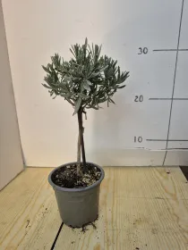 Lavanda alb. 10 V. 10 cm - Riviera Quality Societa' Agricola Cooperativa