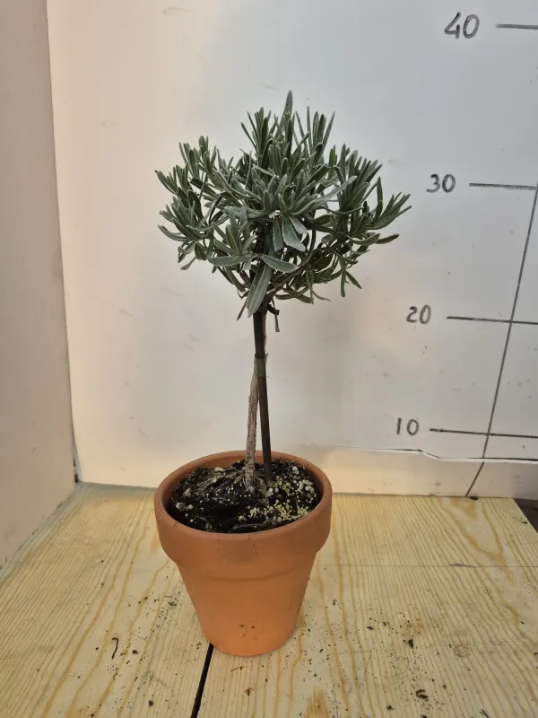 Lavanda alb. 11 vaso coccio V. 10 cm - Riviera Quality Societa' Agricola Cooperativa