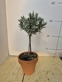 Lavanda alb. 11 vaso coccio V. 10 cm - Riviera Quality Societa' Agricola Cooperativa