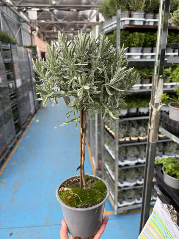 Lavanda alb. 14 V. 14 cm - Riviera Quality Societa' Agricola Cooperativa