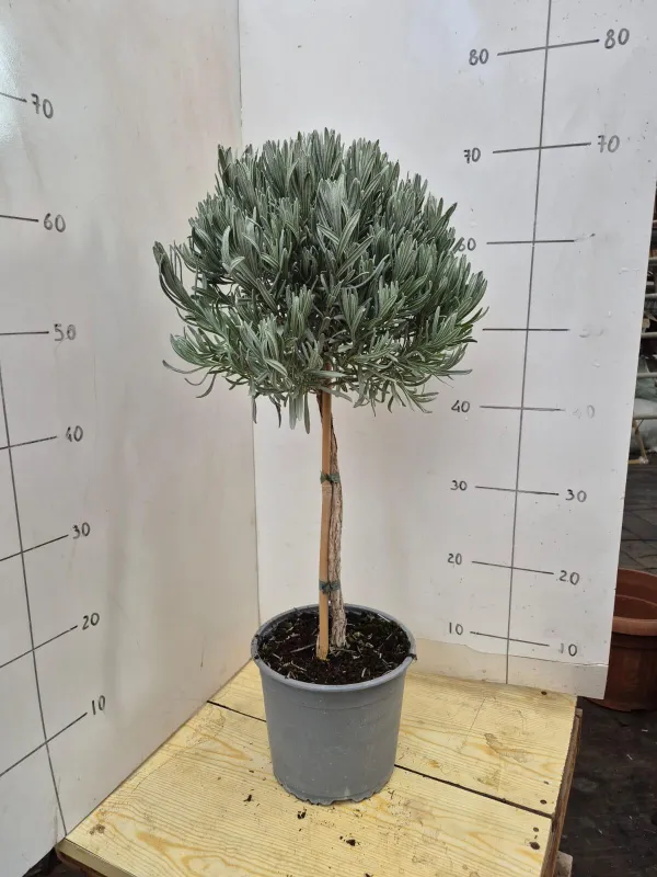 Lavanda alb. 18 V. 18 cm - Riviera Quality Societa' Agricola Cooperativa