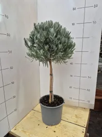 Lavanda alb. 18 V. 18 cm - Riviera Quality Societa' Agricola Cooperativa