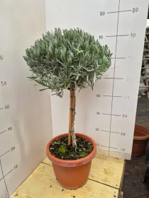 Lavanda alb. 24 V. 24 cm - Riviera Quality Societa' Agricola Cooperativa