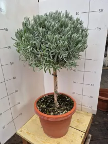 Lavanda alb. 30 V. 30 cm - Riviera Quality Societa' Agricola Cooperativa