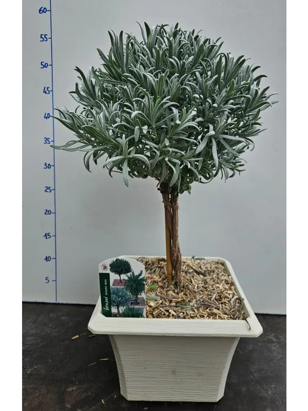 Lavanda alb.v23x23 bonsai V. 23 cm - Riviera Quality Societa' Agricola Cooperativa