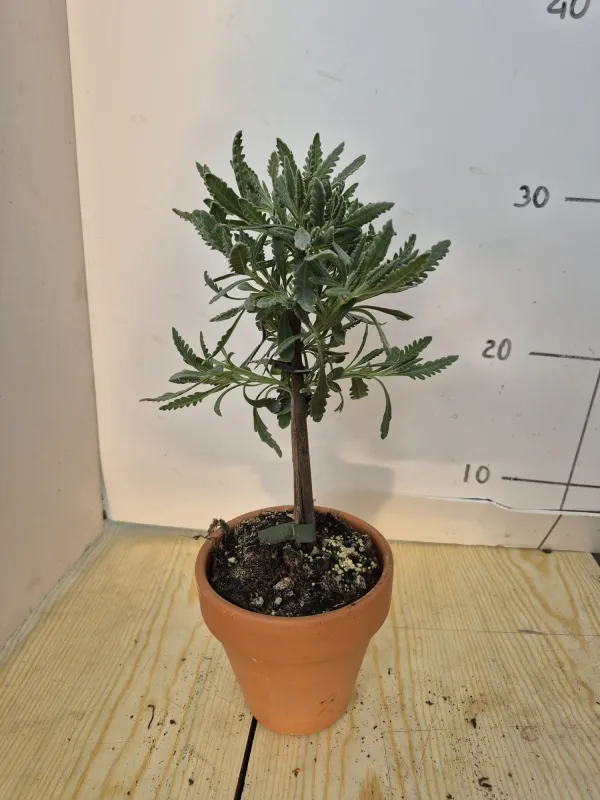 Lavanda dentata alb. 11 cocico V. 10 cm - Riviera Quality Societa' Agricola Cooperativa