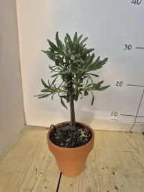 Lavanda dentata alb. 11 cocico V. 10 cm - Riviera Quality Societa' Agricola Cooperativa