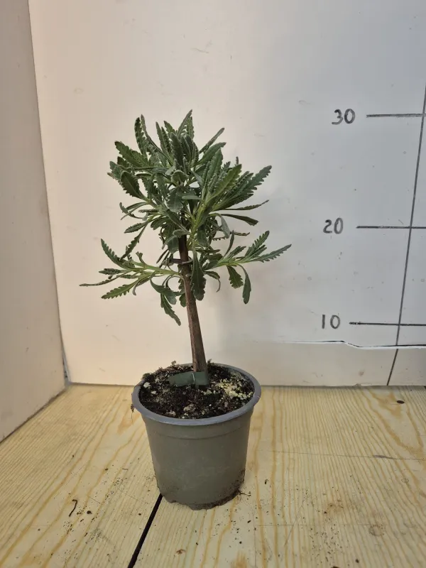 Lavanda dentata alb.v10 V. 10 cm - Riviera Quality Societa' Agricola Cooperativa