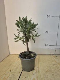 Lavanda dentata alb.v10 V. 10 cm - Riviera Quality Societa' Agricola Cooperativa