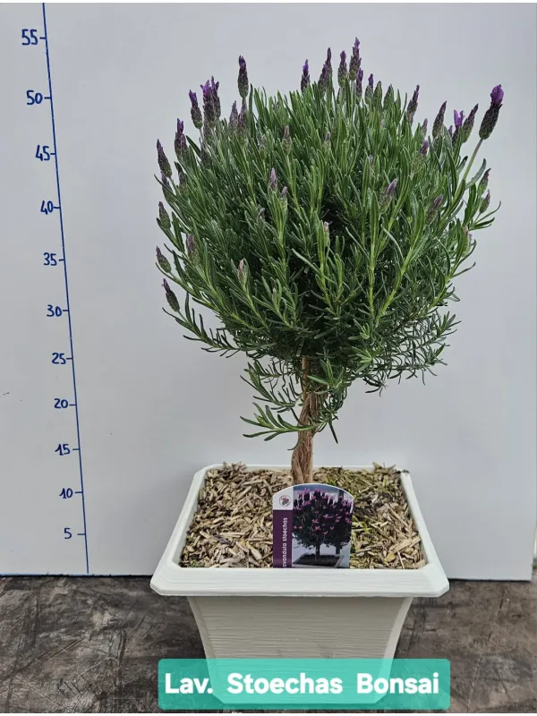 Lavanda stoechas alb.v23x23 bonsai V. 23 cm - Riviera Quality Societa' Agricola Cooperativa