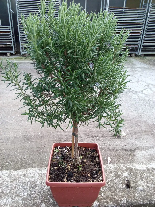 Rosmarino alb 19x19 bonsai V. 19 cm - Riviera Quality Societa' Agricola Cooperativa