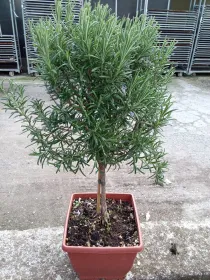 Rosmarino alb 19x19 bonsai V. 19 cm - Riviera Quality Societa' Agricola Cooperativa