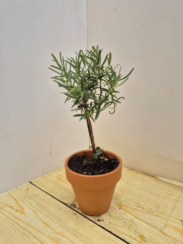 Rosmarino alb. 11 vaso coccio V. 10 cm - Riviera Quality Societa' Agricola Cooperativa