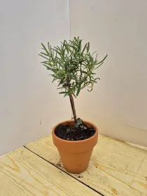 Rosmarino alb. 11 vaso coccio V. 10 cm - Riviera Quality Societa' Agricola Cooperativa