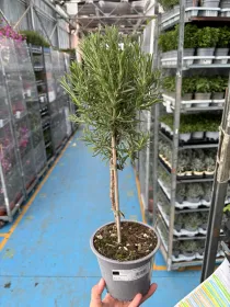 Rosmarino alb. 14 V. 14 cm - Riviera Quality Societa' Agricola Cooperativa