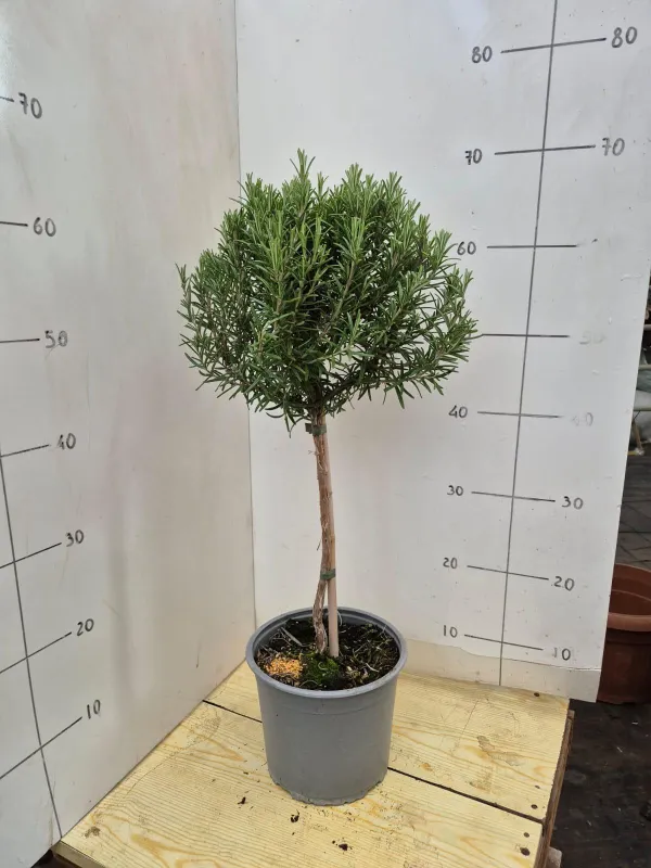 Rosmarino alb. 18 V. 18 cm - Riviera Quality Societa' Agricola Cooperativa