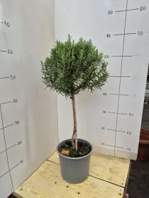 Rosmarino alb. 18 V. 18 cm - Riviera Quality Societa' Agricola Cooperativa