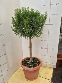 Rosmarino alb. 24 V. 24 cm - Riviera Quality Societa' Agricola Cooperativa