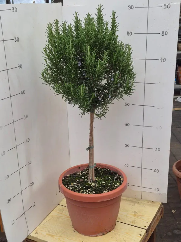 Rosmarino alb. 30 V. 30 cm - Riviera Quality Societa' Agricola Cooperativa
