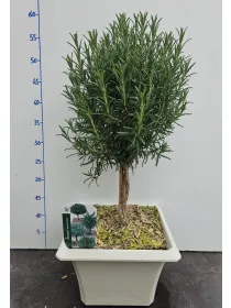 Rosmarino alb. bonsai 23x23 V. 23 cm - Riviera Quality Societa' Agricola Cooperativa