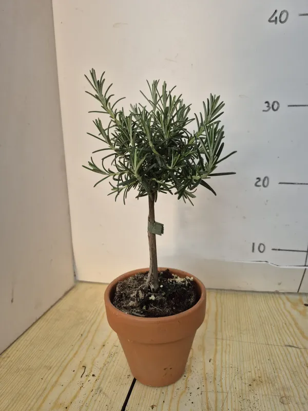 Rosmarino prostrato alb. 11 vaso coccio V. 10 cm - Riviera Quality Societa' Agricola Cooperativa