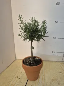 Rosmarino prostrato alb. 11 vaso coccio V. 10 cm - Riviera Quality Societa' Agricola Cooperativa