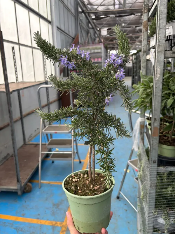 Rosmarino prostrato alb. 14 V. 14 cm - Riviera Quality Societa' Agricola Cooperativa