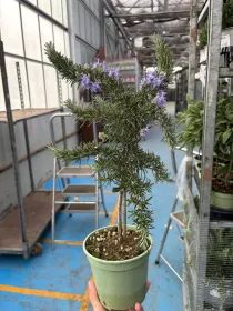 Rosmarino prostrato alb. 14 V. 14 cm - Riviera Quality Societa' Agricola Cooperativa