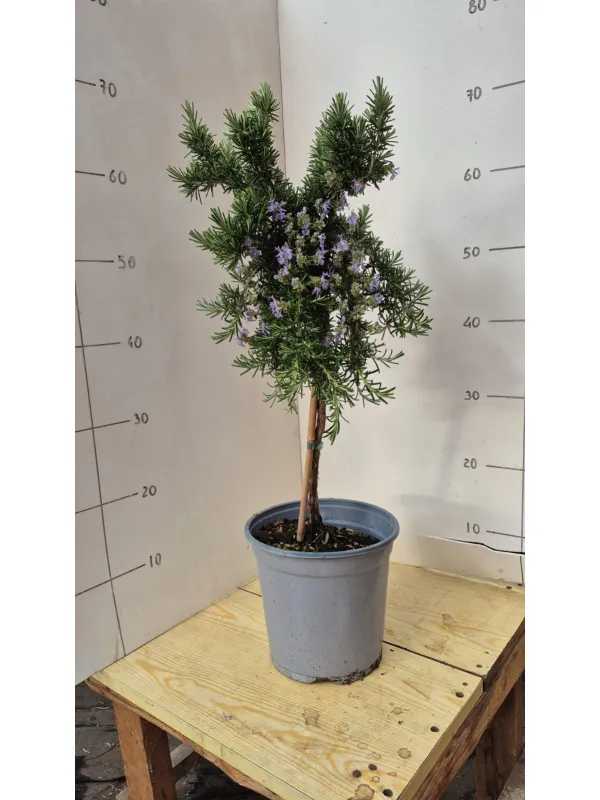 Rosmarino prostrato alb. 18 V. 18 cm - Riviera Quality Societa' Agricola Cooperativa