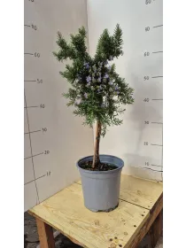 Rosmarino prostrato alb. 18 V. 18 cm - Riviera Quality Societa' Agricola Cooperativa