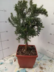 Rosmarino prostrato alb. 19x19 bonsai V. 19 cm - Riviera Quality Societa' Agricola Cooperativa