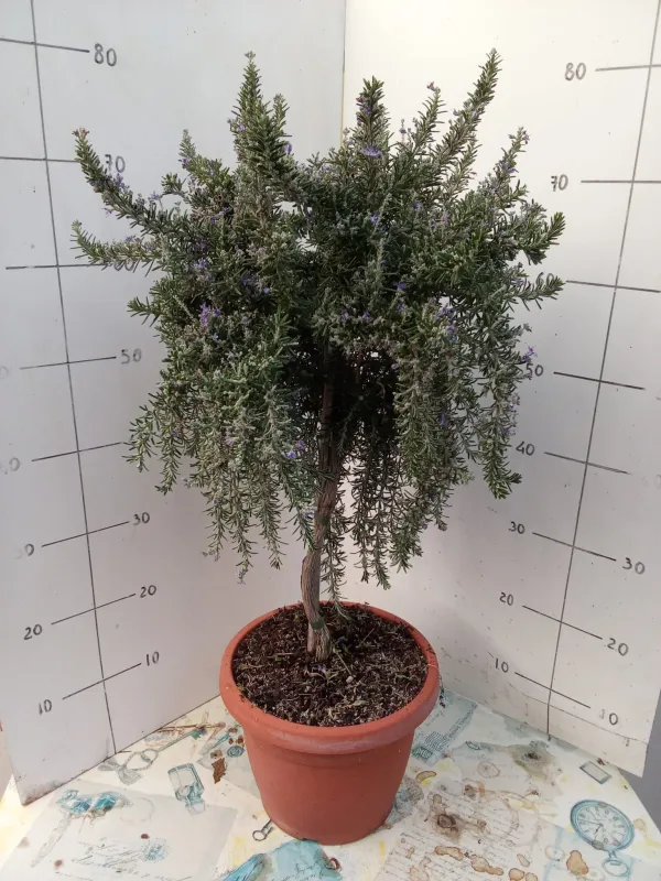 Rosmarino prostrato alb. 24 V. 24 cm - Riviera Quality Societa' Agricola Cooperativa