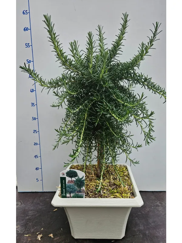 Rosmarino prostrato alb. bonsai 23x23 V. 23 cm - Riviera Quality Societa' Agricola Cooperativa