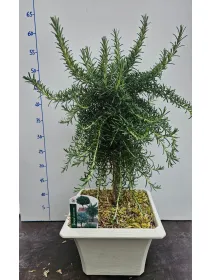 Rosmarino prostrato alb. bonsai 23x23 V. 23 cm - Riviera Quality Societa' Agricola Cooperativa