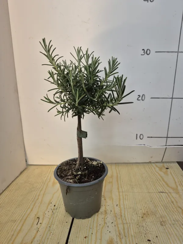 Rosmarino prostrato alb.10 V. 10 cm - Riviera Quality Societa' Agricola Cooperativa