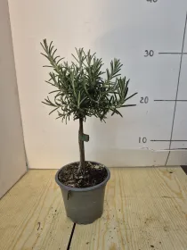 Rosmarino prostrato alb.10 V. 10 cm - Riviera Quality Societa' Agricola Cooperativa