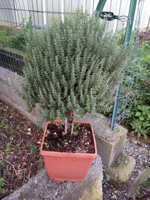 Timo alb 19x19 bonsai V. 19 cm - Riviera Quality Societa' Agricola Cooperativa