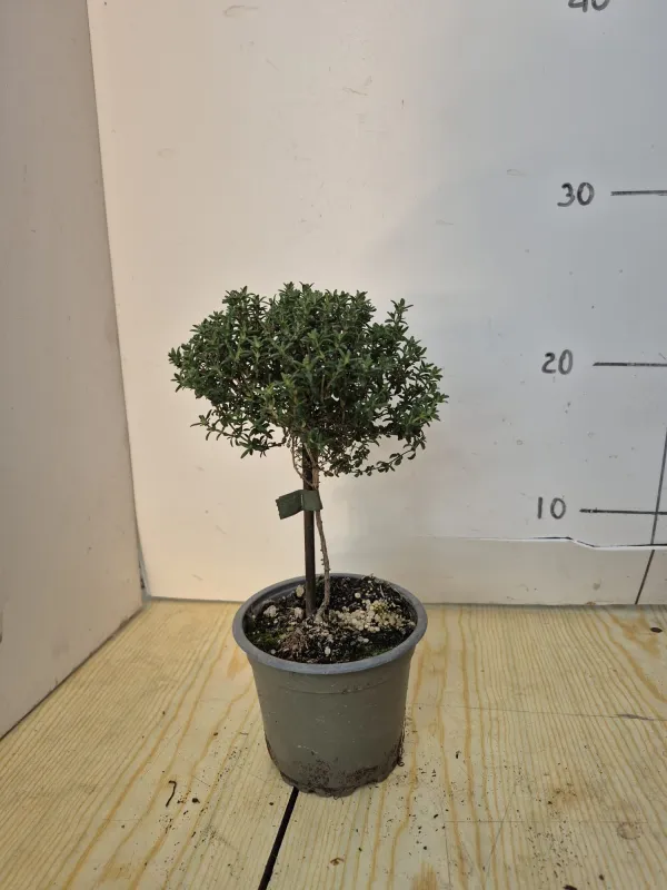 Timo alb. 10 V. 10 cm - Riviera Quality Societa' Agricola Cooperativa