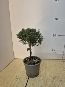 Timo alb. 10 V. 10 cm - Riviera Quality Societa' Agricola Cooperativa